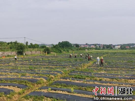 喜讯传来：大冶还地桥镇焕新篇章精彩启幕