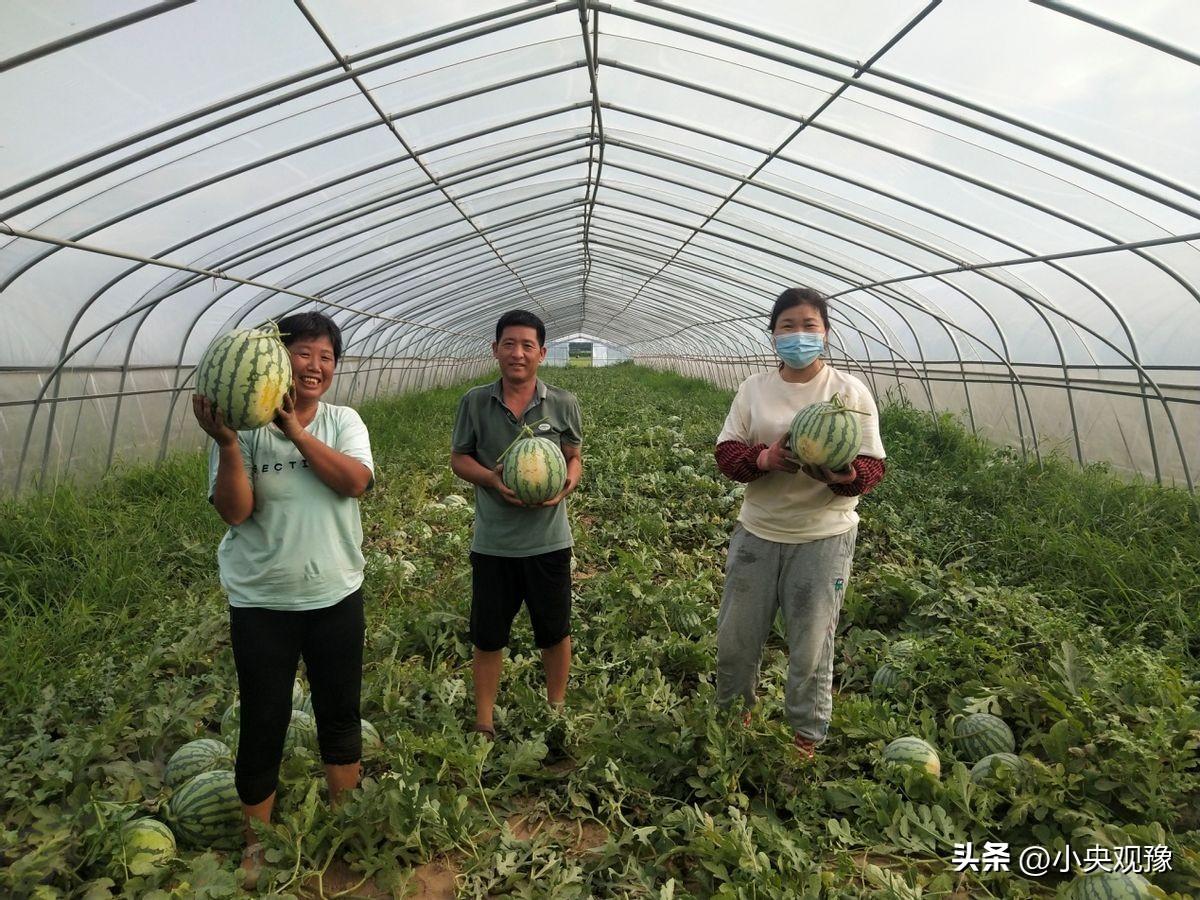 最新发布：通许地区优质西瓜产地实时报价一览